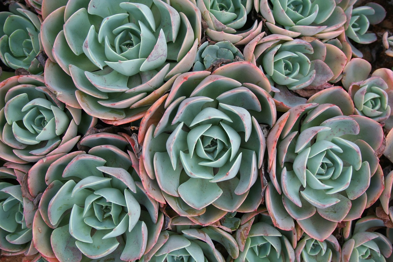 How to Plant and Grow a Succulent Garden